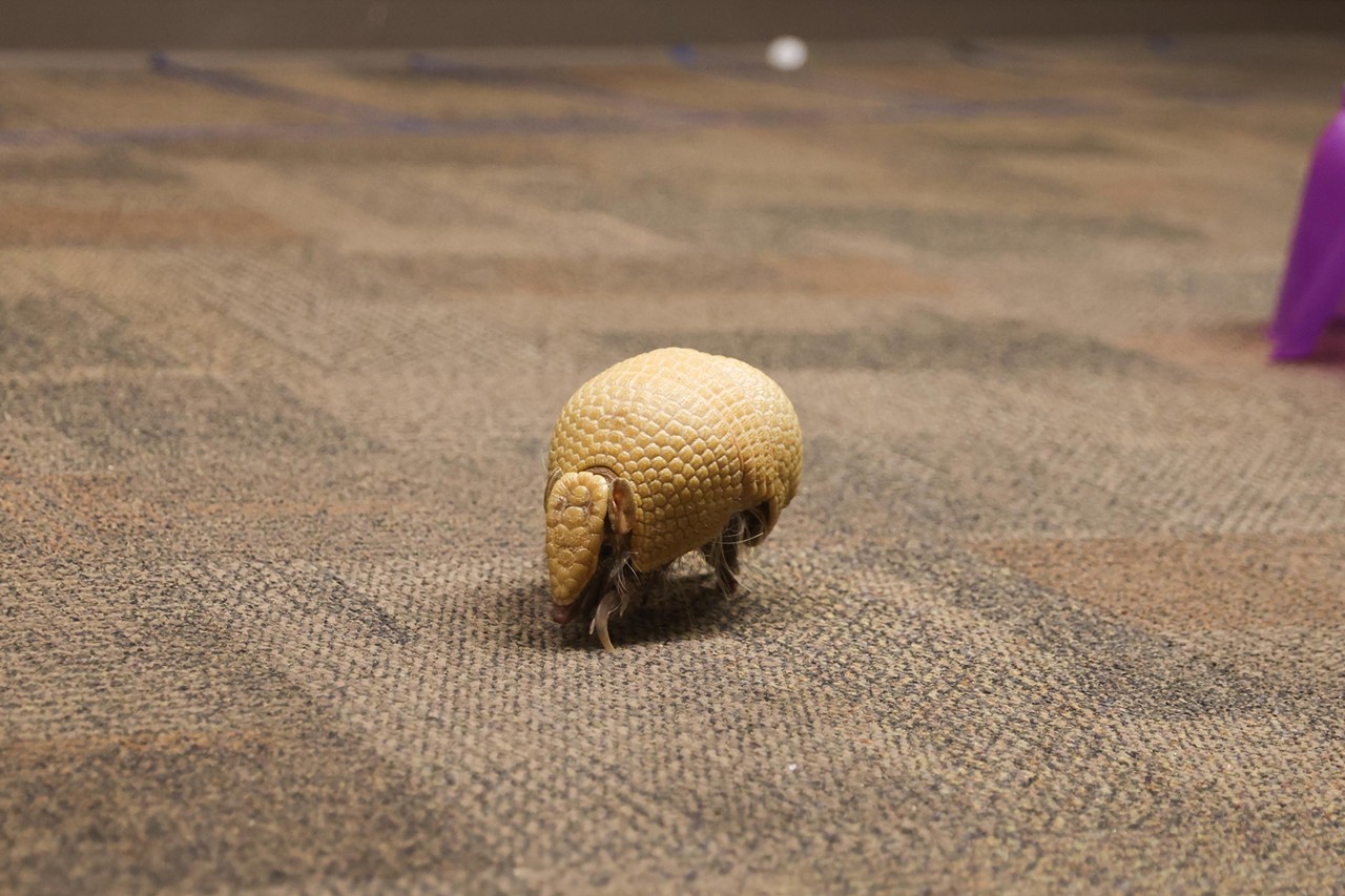 Pip the armadillo runs around during the Night Hike at the Cincinnati Zoo on Aug. 3, 2024.