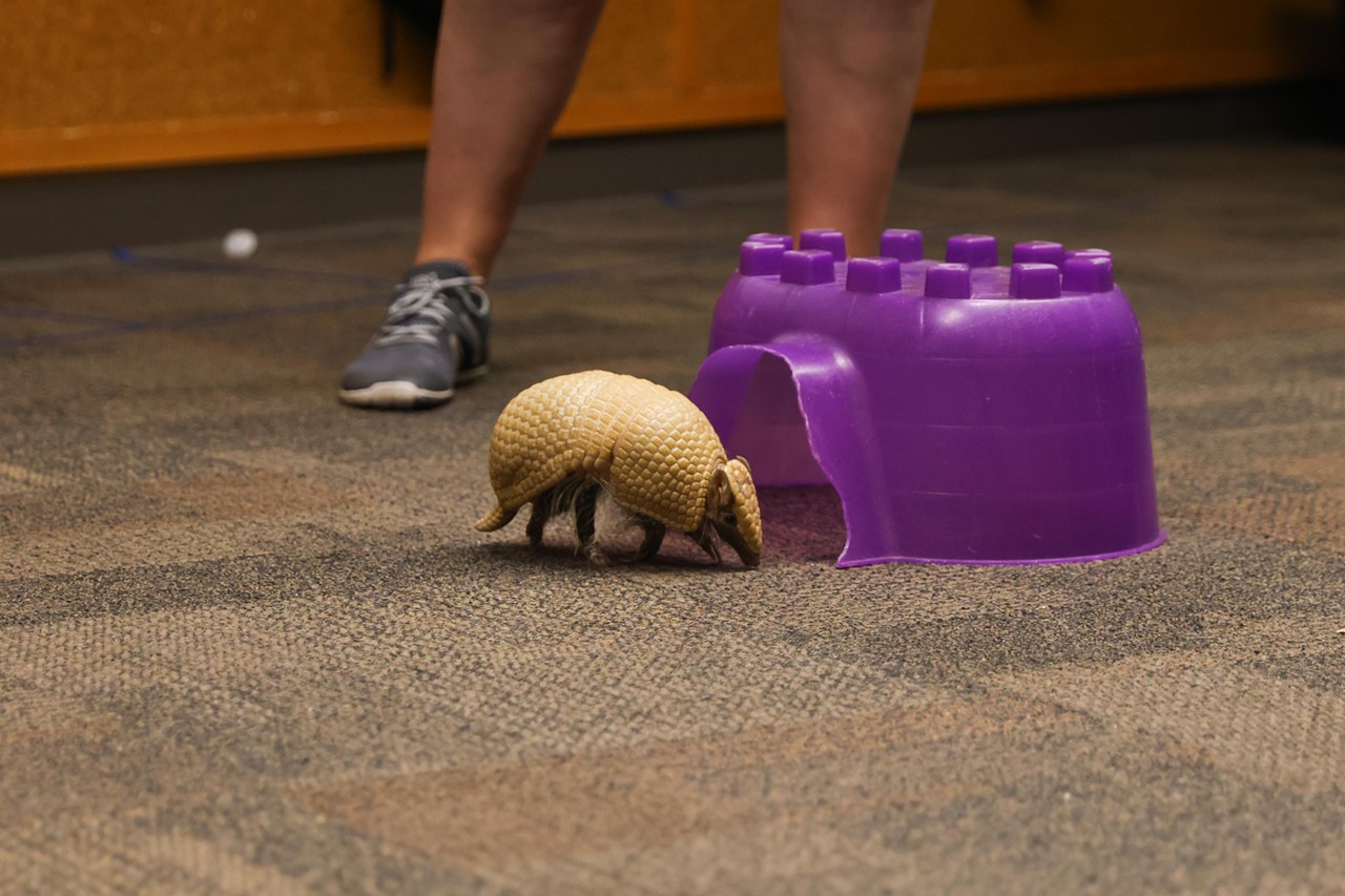 Pip the armadillo runs around during the Night Hike at the Cincinnati Zoo on Aug. 3, 2024.