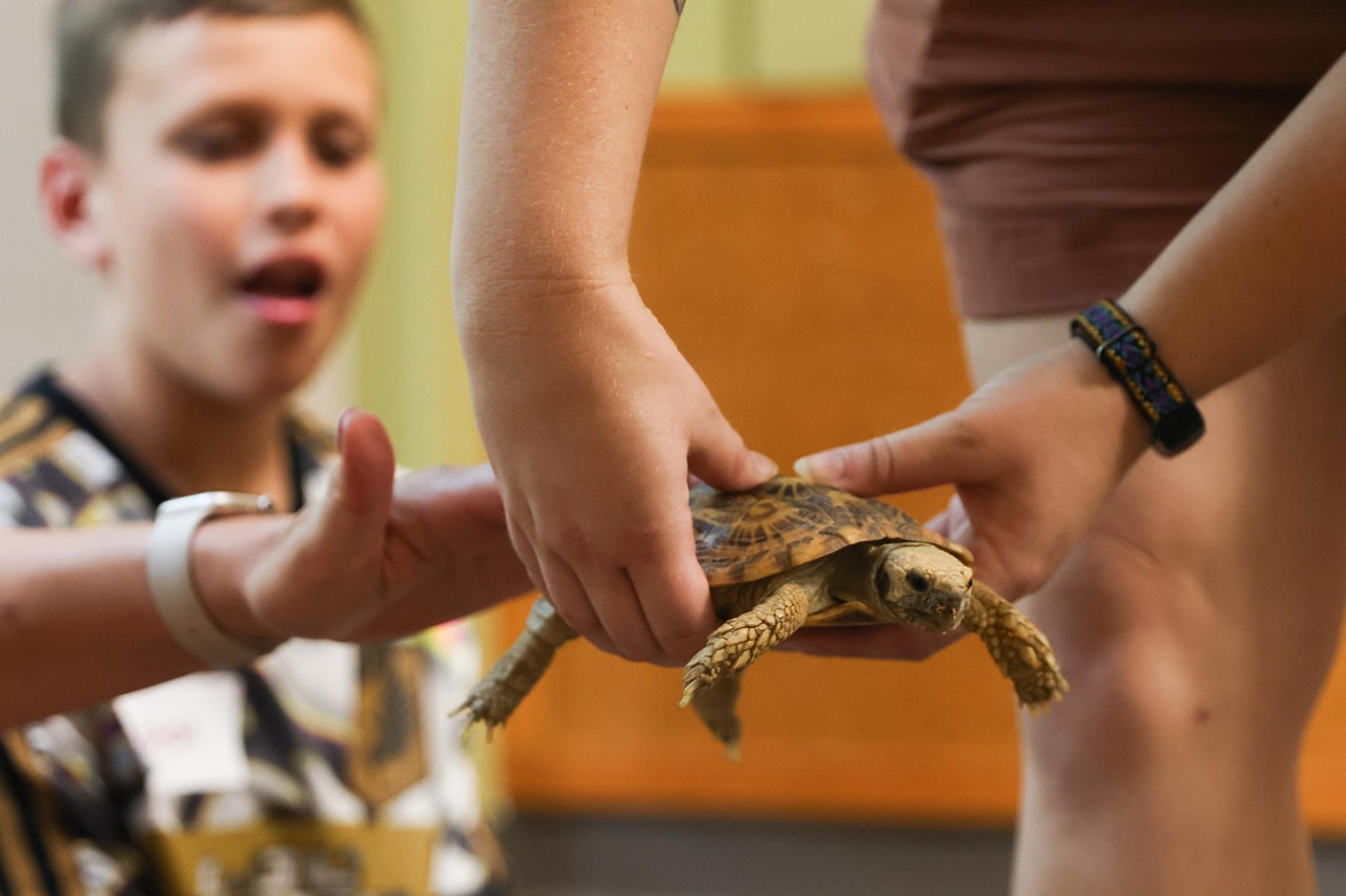 A participant pets Flapjack the tortoise during the Night Hike at the Cincinnati Zoo on Aug. 3, 2024.