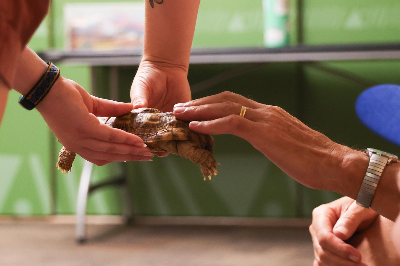 A participant pets Flapjack the tortoise during the Night Hike at the Cincinnati Zoo on Aug. 3, 2024.