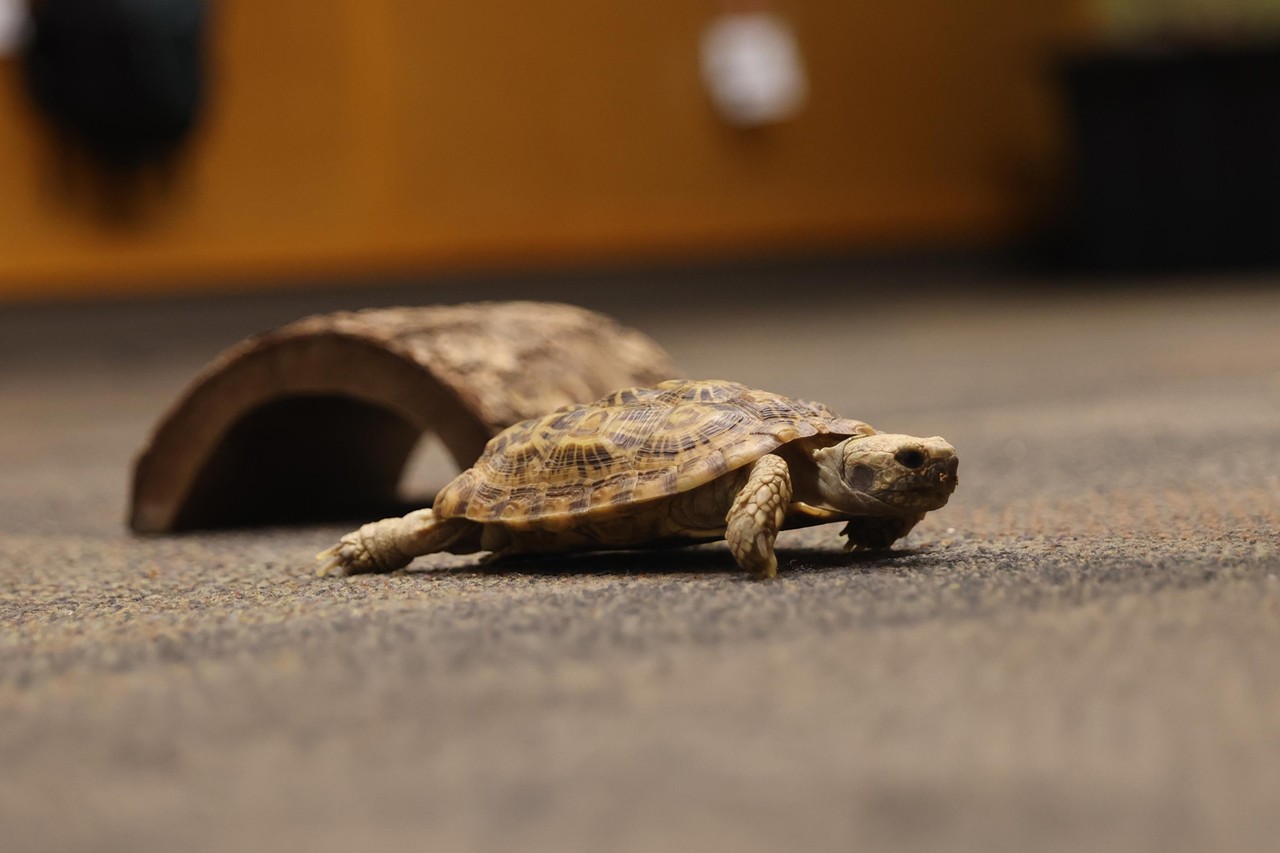 Flapjack the pancake tortoise walks around during the Night Hike at the Cincinnati Zoo on Aug. 3, 2024.