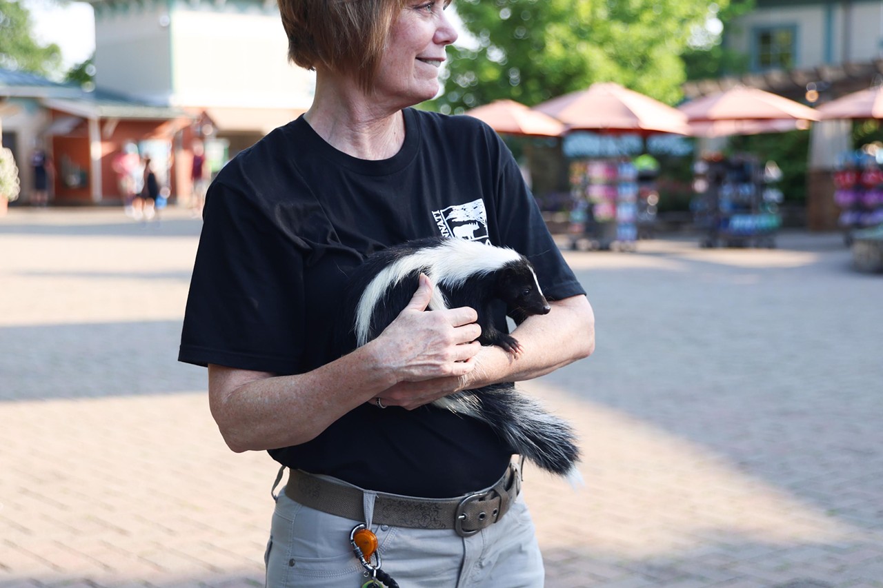 A Zoo employee holds a skunk during the Night Hike at the Cincinnati Zoo on Aug. 3, 2024.