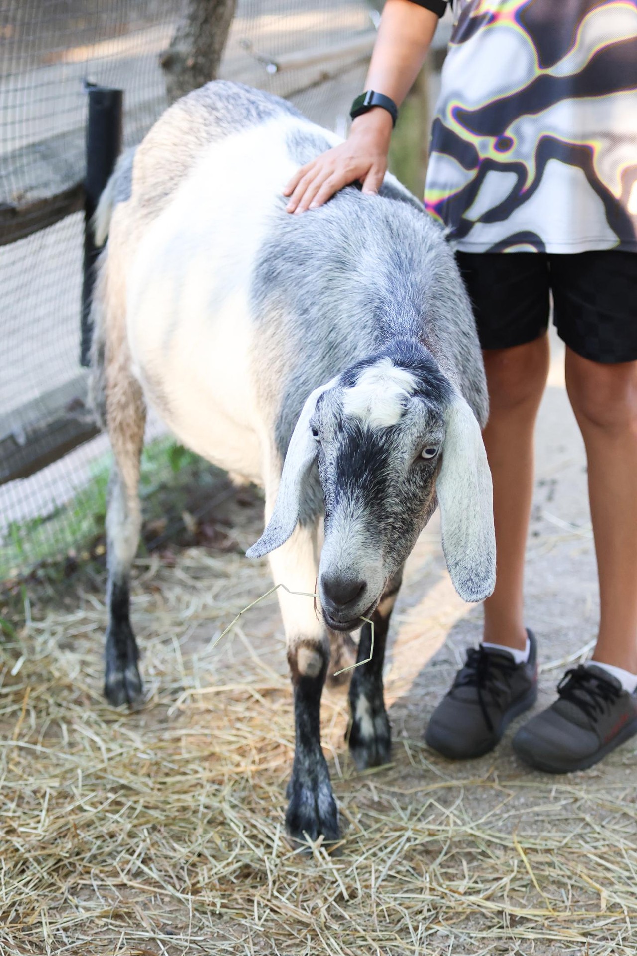 A participant pets a goat during the Night Hike at the Cincinnati Zoo on Aug. 3, 2024.