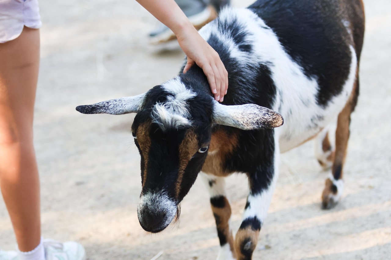 A participant pets a goat during the Night Hike at the Cincinnati Zoo on Aug. 3, 2024.