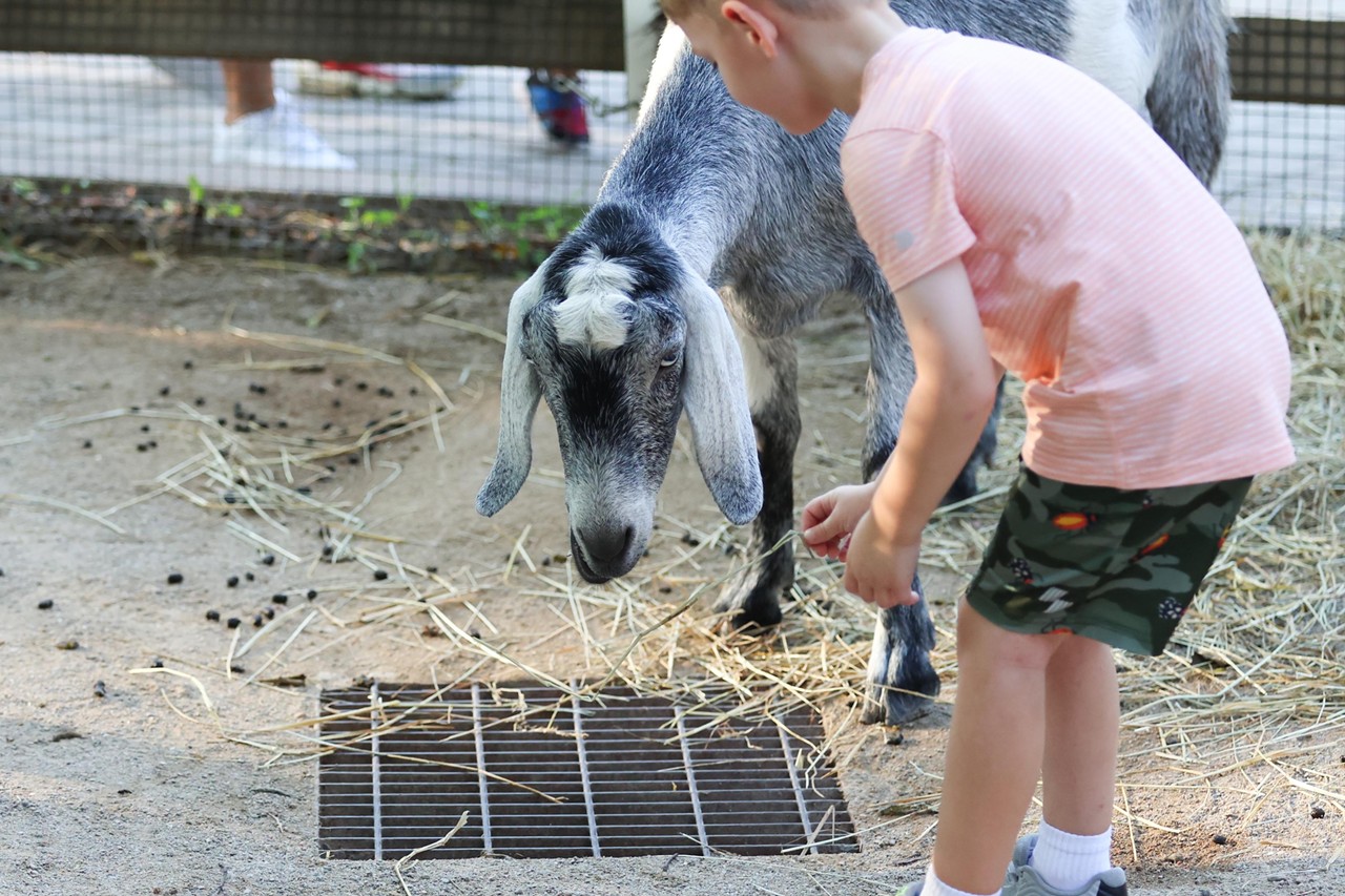 A participant feeds a goat during the Night Hike at the Cincinnati Zoo on Aug. 3, 2024.