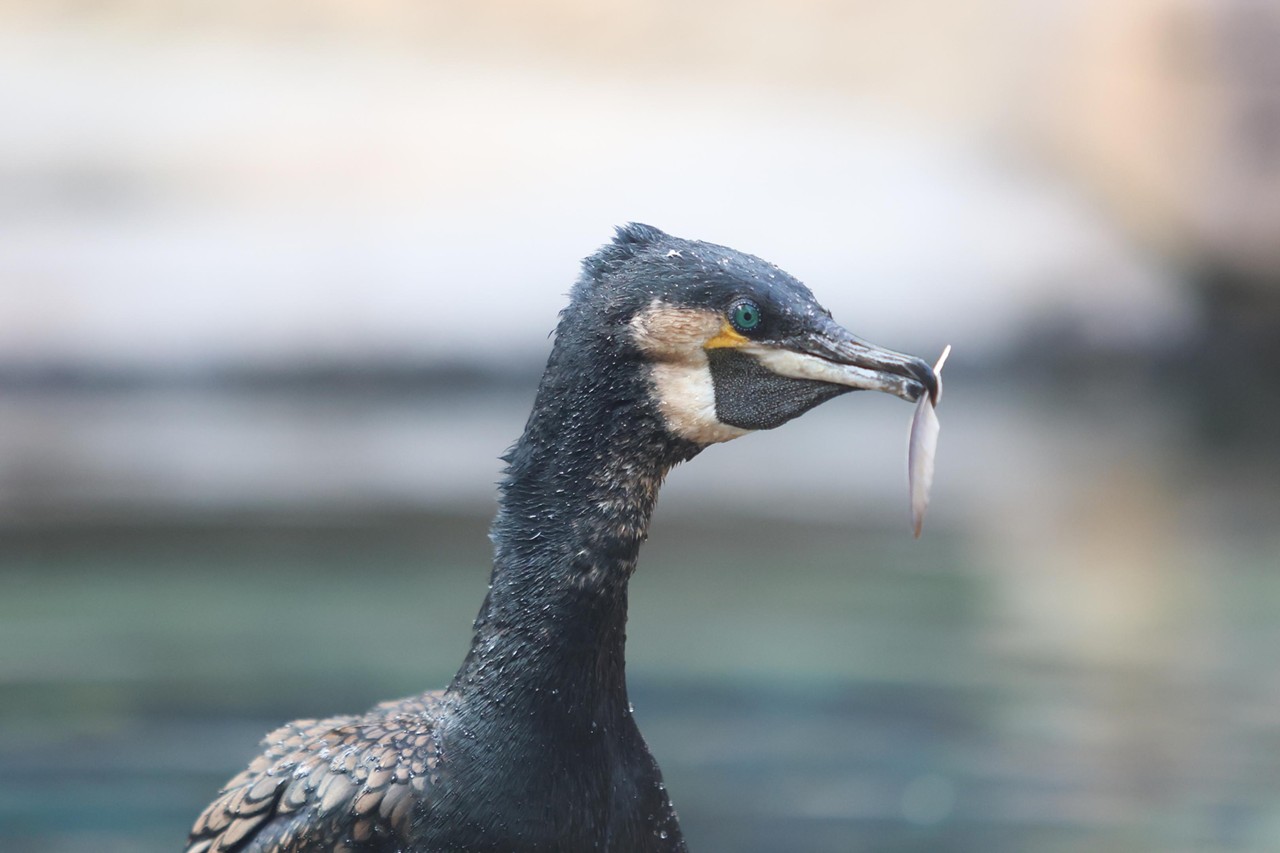 A white breasted cormorant holds a feather in its beak during the Night Hike at the Cincinnati Zoo on Aug. 3, 2024.