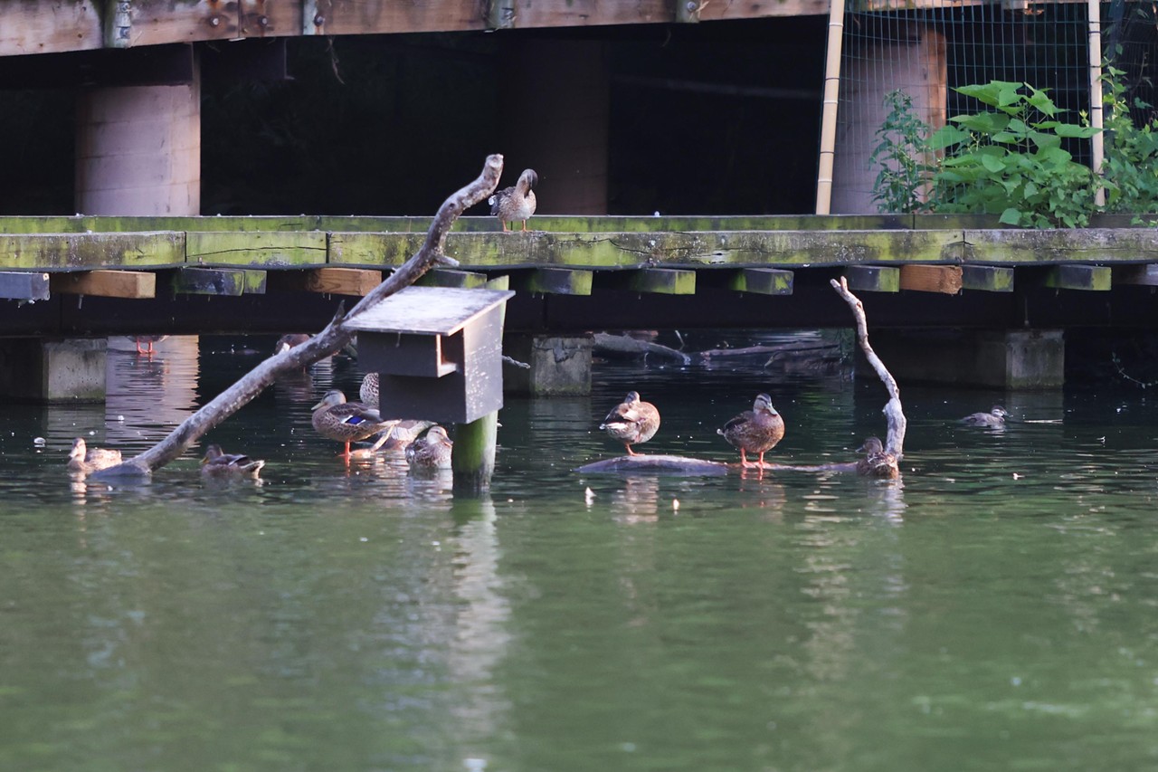 Ducks swim in Swan Lake during the Night Hike at the Cincinnati Zoo on Aug. 3, 2024.