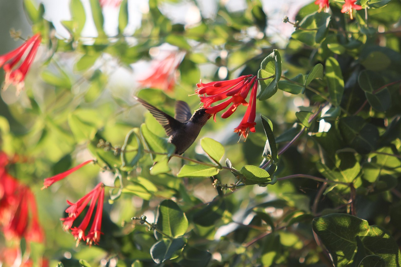 A hummingbird during the Night Hike at the Cincinnati Zoo on Aug. 3, 2024.