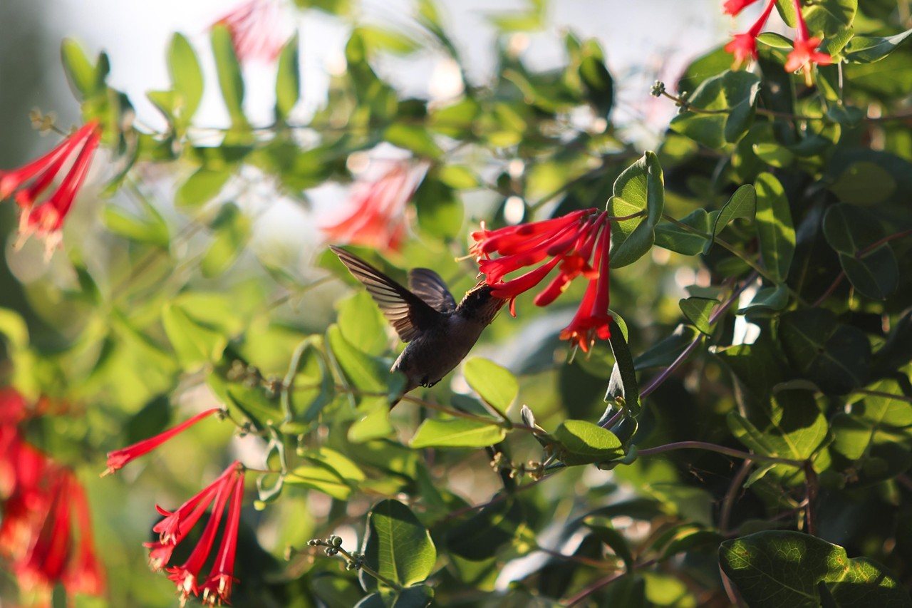 A hummingbird during the Night Hike at the Cincinnati Zoo on Aug. 3, 2024.