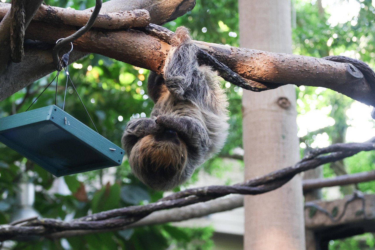 Juno the sloth eats his dinner during the Night Hike at the Cincinnati Zoo on Aug. 3, 2024.