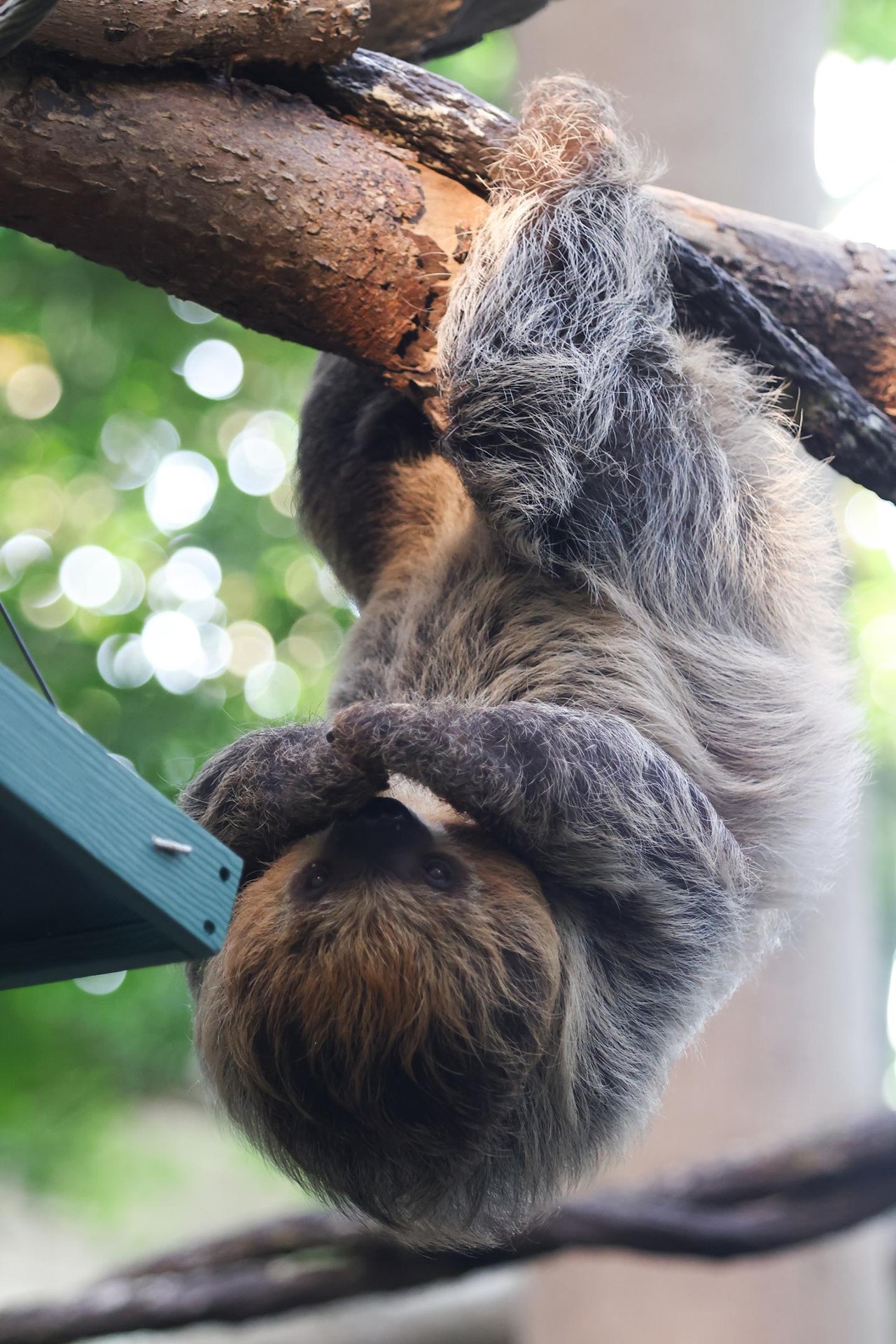 Juno the sloth eats her dinner during the Night Hike at the Cincinnati Zoo on Aug. 3, 2024.