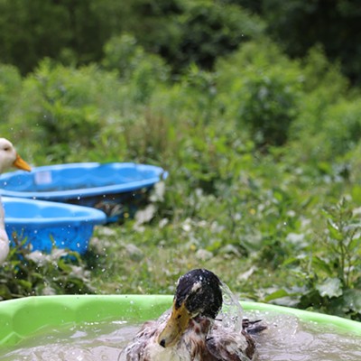 A duck washes off in the water at Longbottom Bird Ranch on Monday, June 10, 2024.