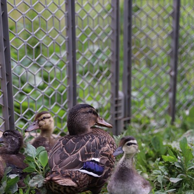 The youngest ducks of the group stay close together at Longbottom Bird Ranch on Monday, June 10, 2024.