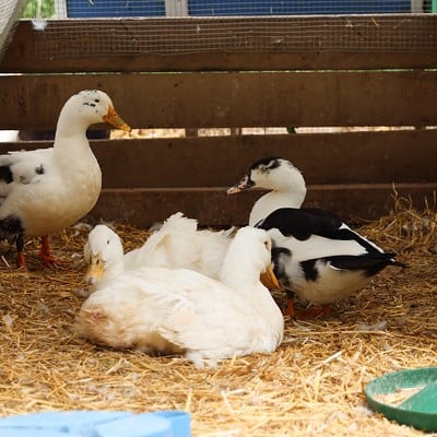 The injured and new ducks stay together at Longbottom Bird Ranch on Monday, June 10, 2024. This is so the new ducks can adjust better to their new setting.