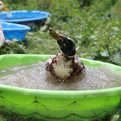 A duck washes off in the water at Longbottom Bird Ranch on Monday, June 10, 2024.