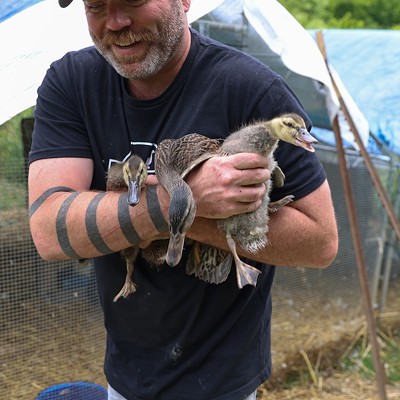 Owner Jimmy Longbottom moves the ducklings to the pool at Longbottom Bird Ranch on Monday, June 10, 2024.