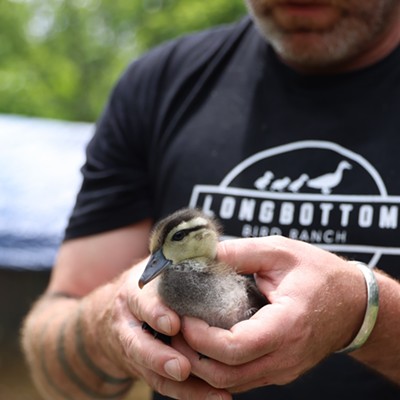 Jimmy Longbottom holds the youngest duck at Longbottom Bird Ranch on Monday, June 10, 2024.