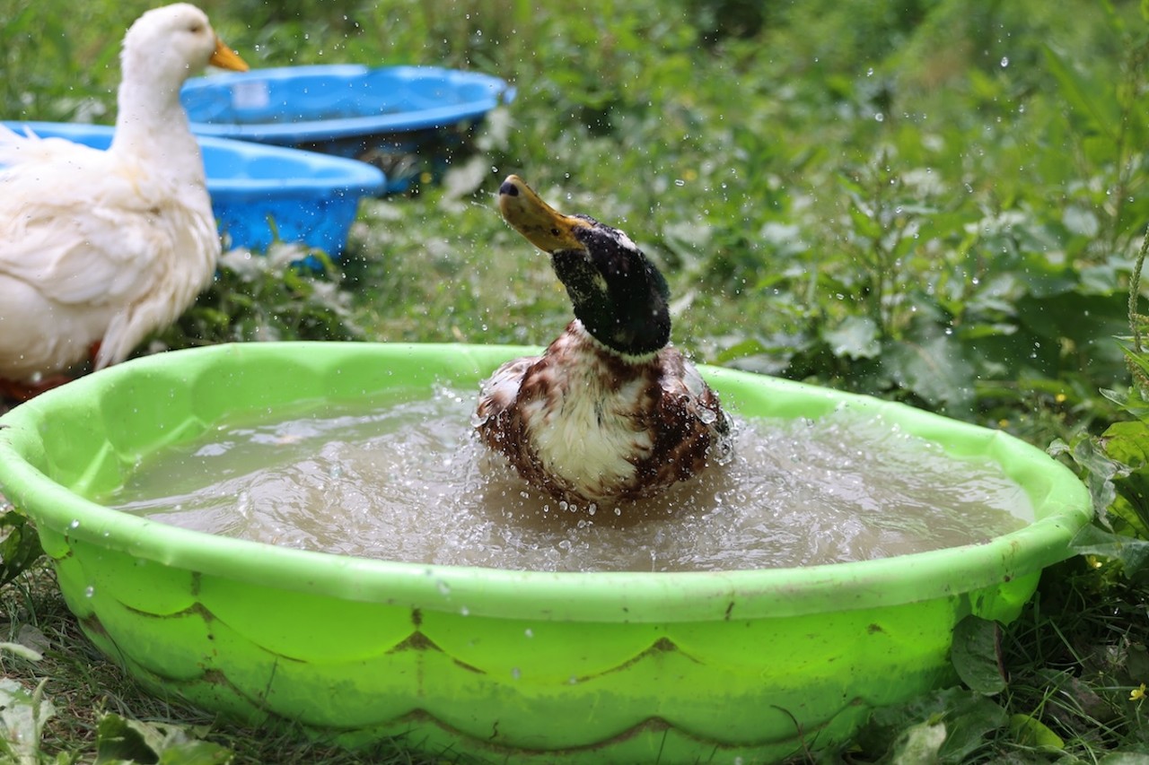 A duck washes off in the water at Longbottom Bird Ranch on Monday, June 10, 2024.