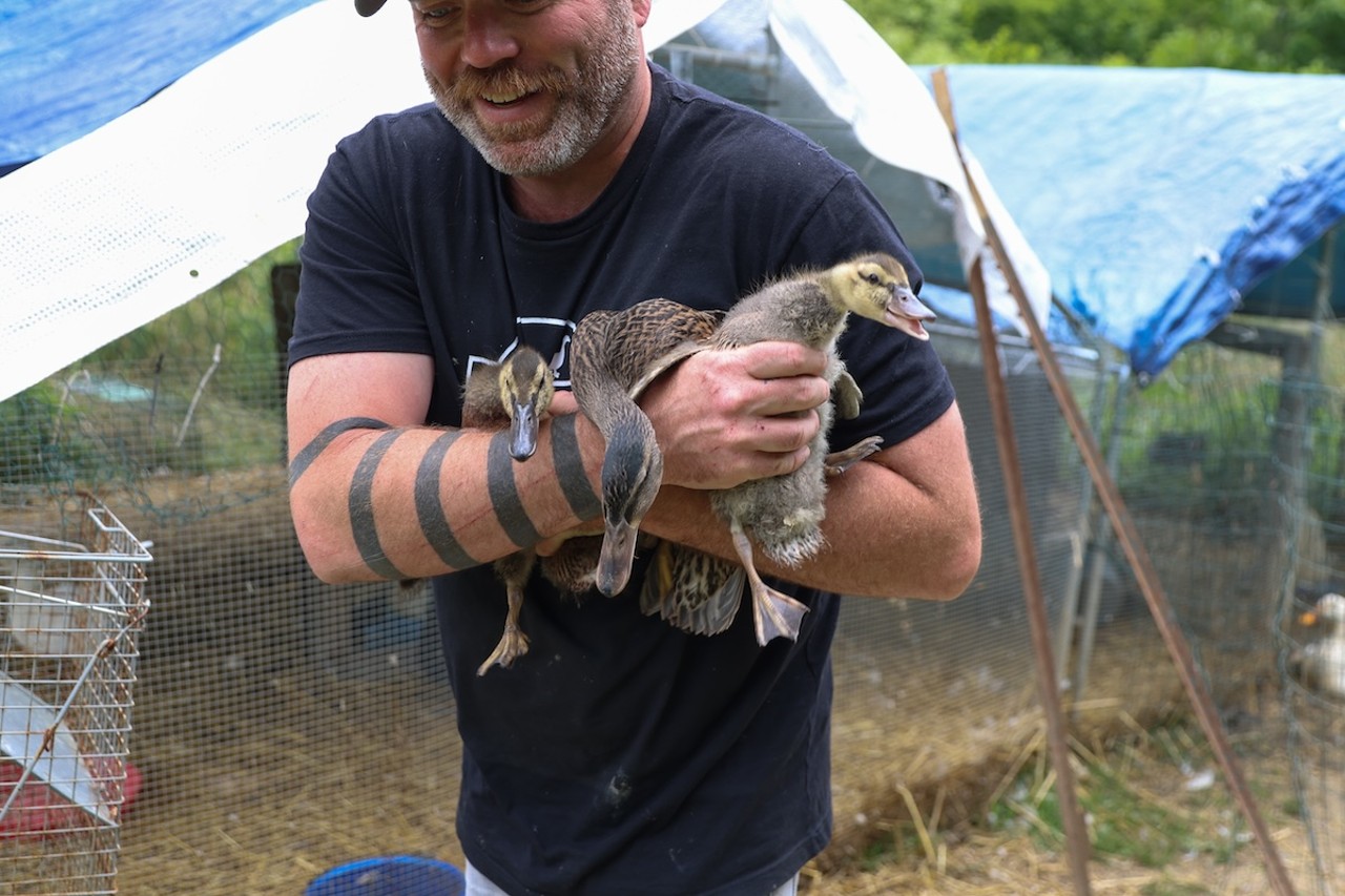 Owner Jimmy Longbottom moves the ducklings to the pool at Longbottom Bird Ranch on Monday, June 10, 2024.