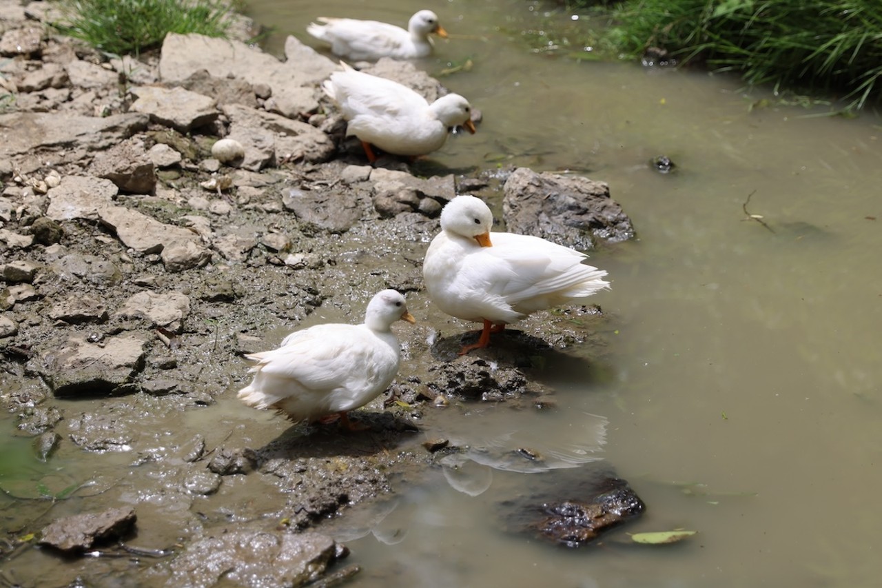 Ducks play near a stream at Longbottom Bird Ranch on Monday, June 10, 2024.