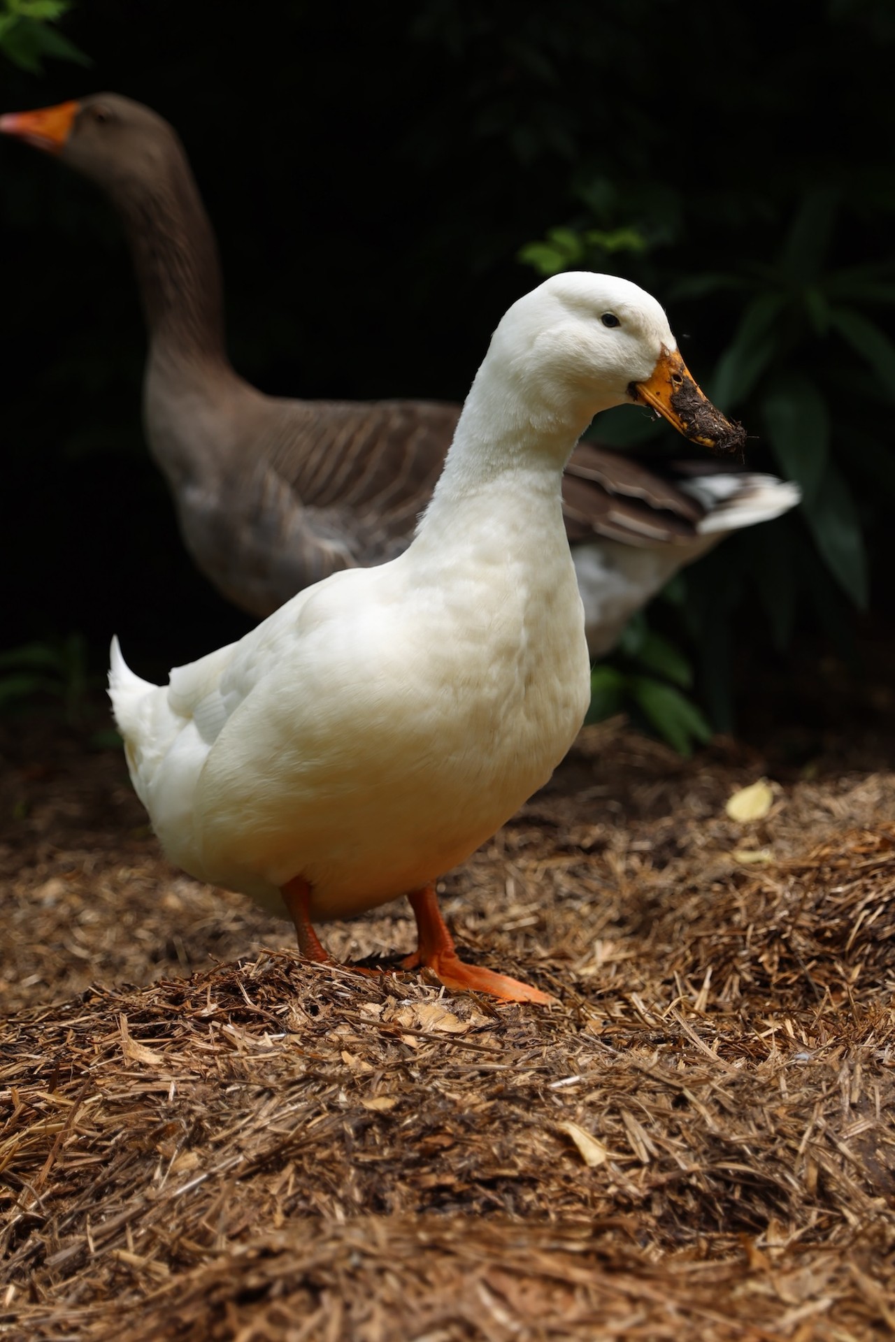 A duck gets its beak dirty at Longbottom Bird Ranch on Monday, June 10, 2024.