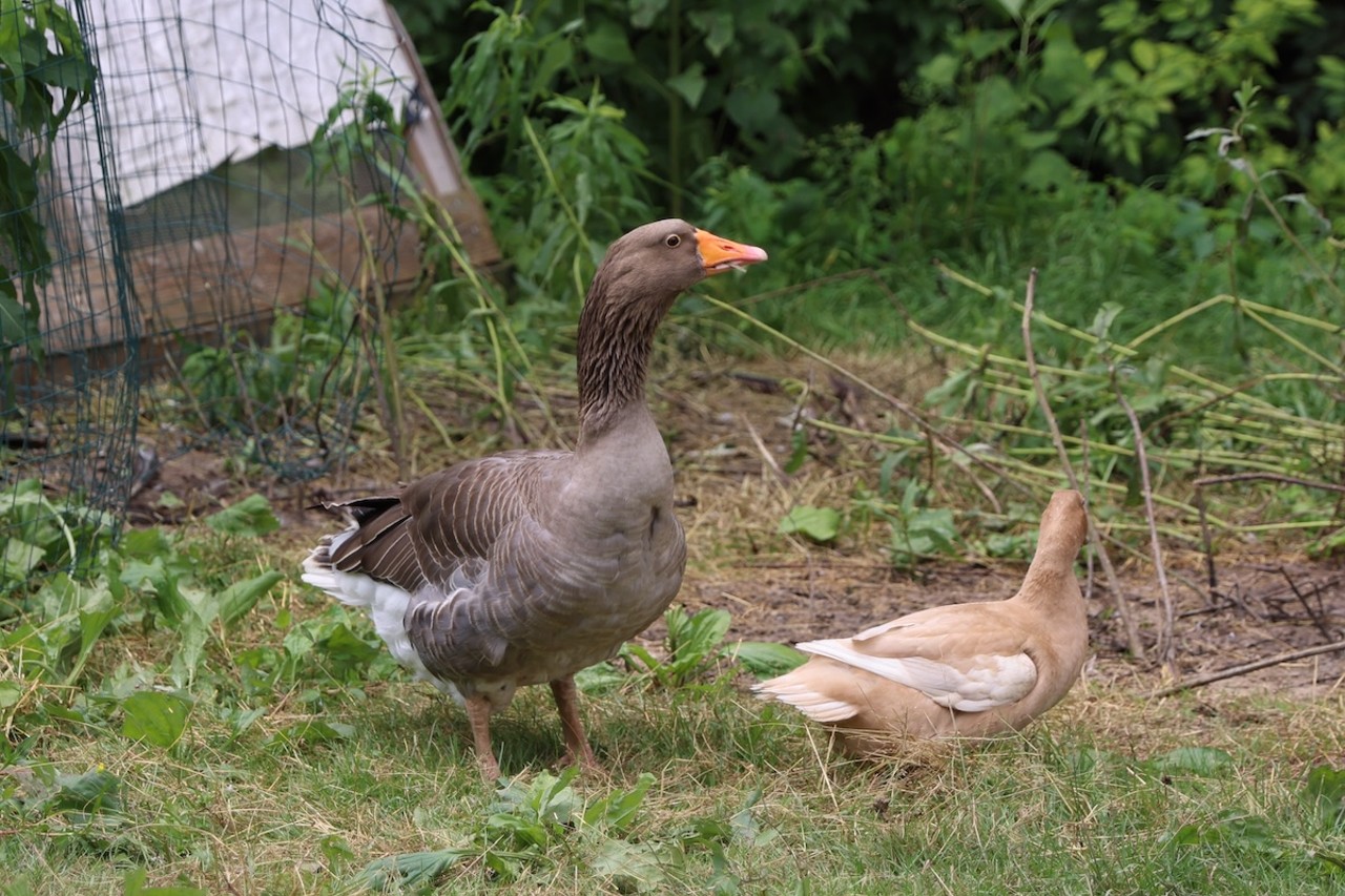 Gaston, a greylag goose, walks around at Longbottom Bird Ranch on Monday, June 10, 2024.