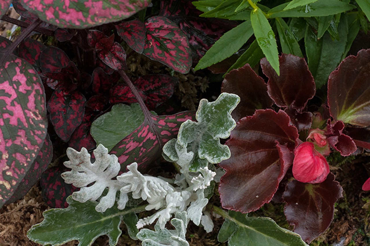 Pipkin's Market in Blue Ash is a One-Stop-Shop for Plants, Fresh Produce and Gourmet Groceries