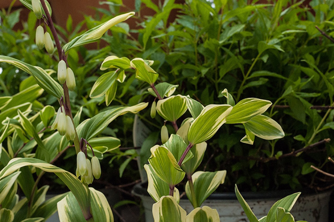 Pipkin's Market in Blue Ash is a One-Stop-Shop for Plants, Fresh Produce and Gourmet Groceries