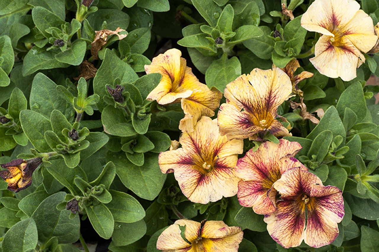 Pipkin's Market in Blue Ash is a One-Stop-Shop for Plants, Fresh Produce and Gourmet Groceries