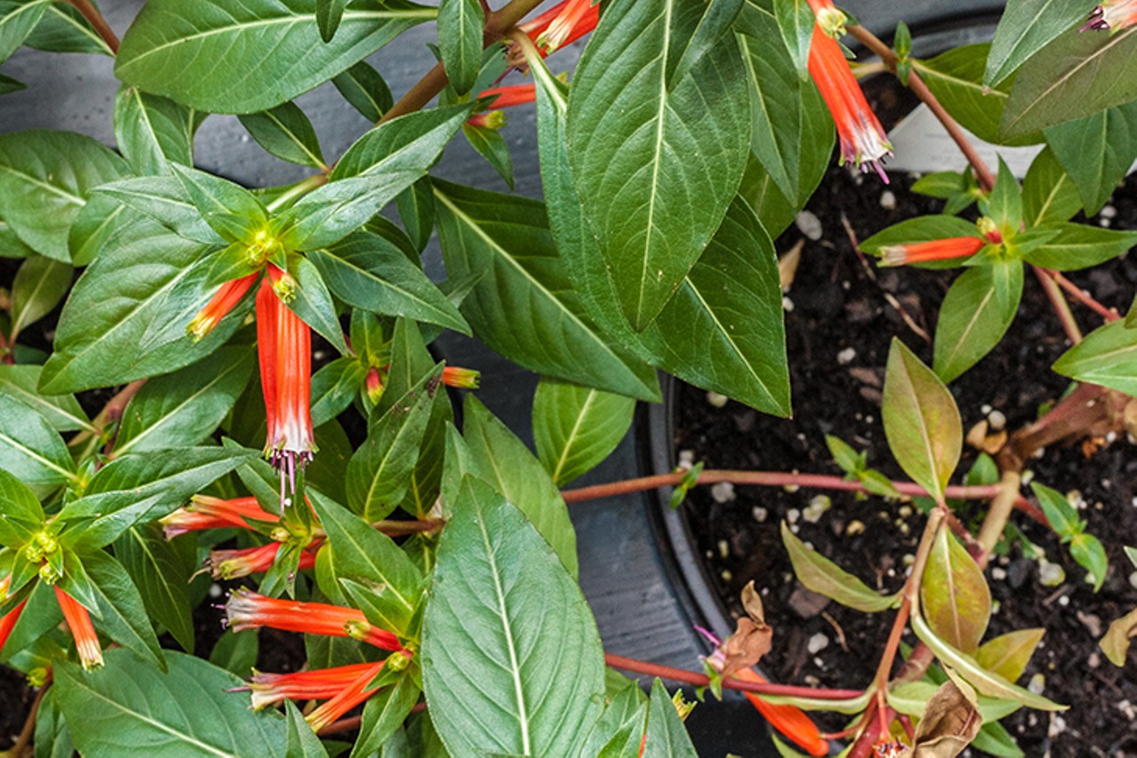 Pipkin's Market in Blue Ash is a One-Stop-Shop for Plants, Fresh Produce and Gourmet Groceries