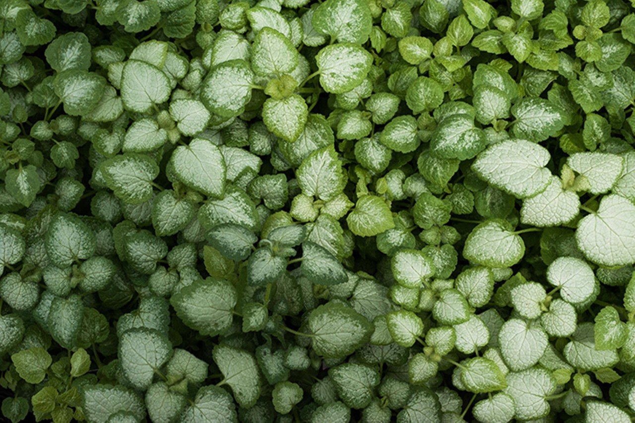 Pipkin's Market in Blue Ash is a One-Stop-Shop for Plants, Fresh Produce and Gourmet Groceries