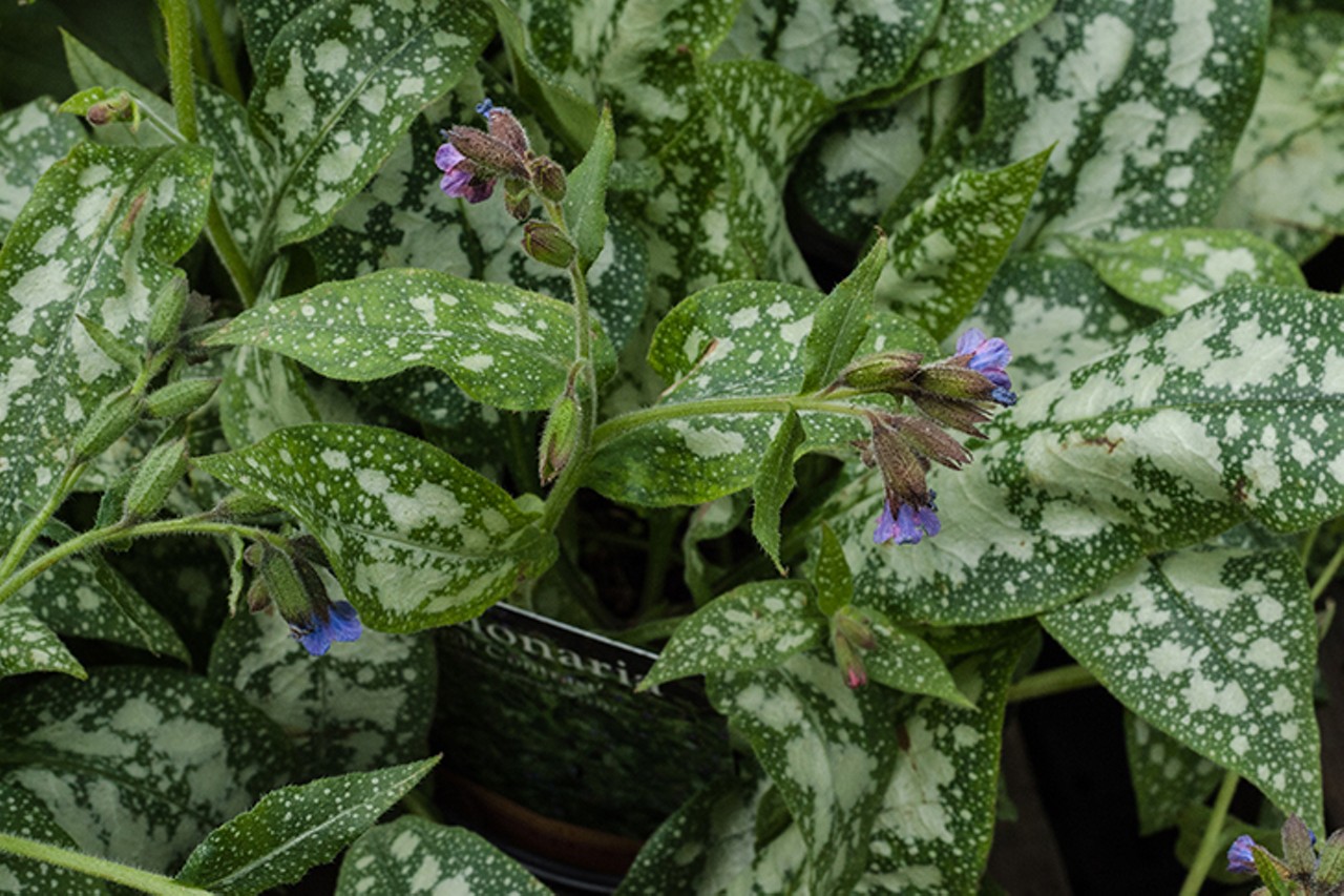 Pipkin's Market in Blue Ash is a One-Stop-Shop for Plants, Fresh Produce and Gourmet Groceries