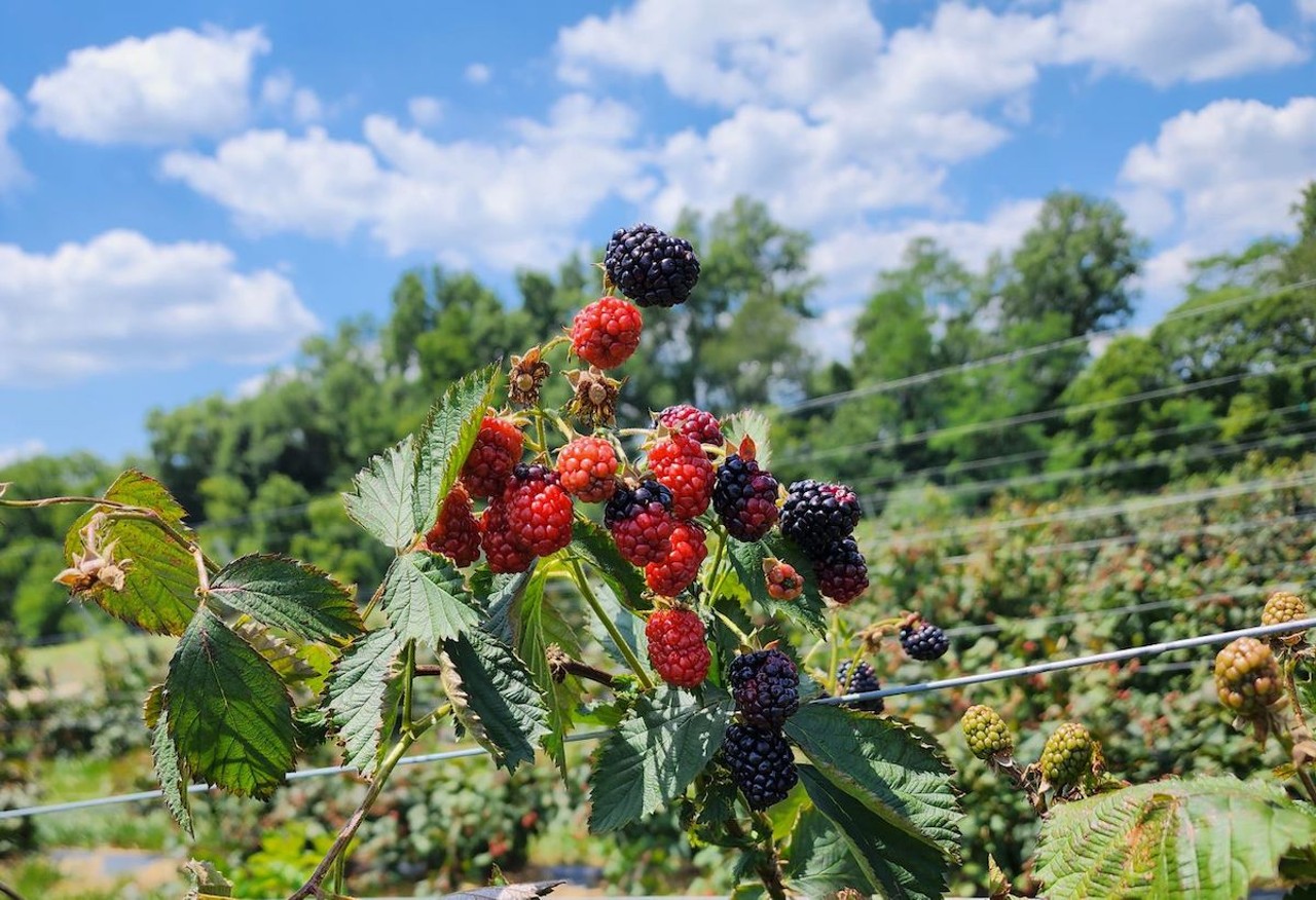 Blooms & Berries Farm Market
​9669 OH-48, Loveland
Monday-Saturday 9 a.m.-6 p.m.; Sunday 10 a.m.-5 p.m.
Shop for naturally raised meat, artisan soaps and lotions and local syrups at Blooms & Berries Farm Market, open seven days a week. In the garden center, customers can shop from a selection of organic fertilizers, gardening accessories and colorful annuals. Fresh summer produce, including peaches, bell peppers and sweet corn, are available at a bulk discount for canning and freezing.