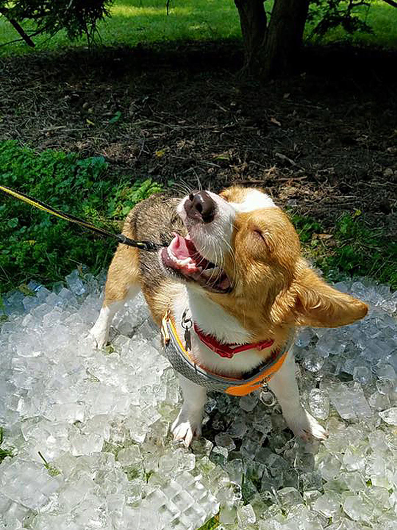 Dog's Day of Summer - Photo: Spring Grove Cemetery & Arboretum