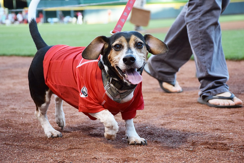 Bark in the Park - Photo: Provided by the Cincinnati Reds