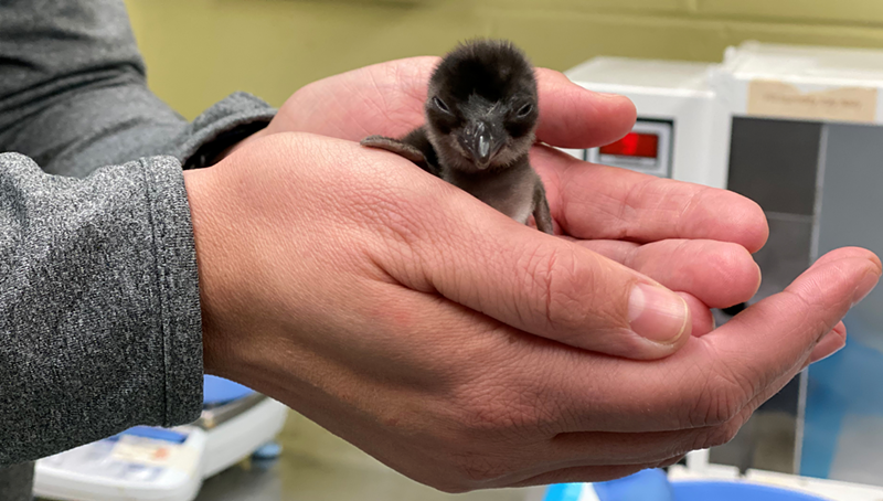 A smol penguin babe - Photo: Provided by the Cincinnati Zoo & Botanical Garden