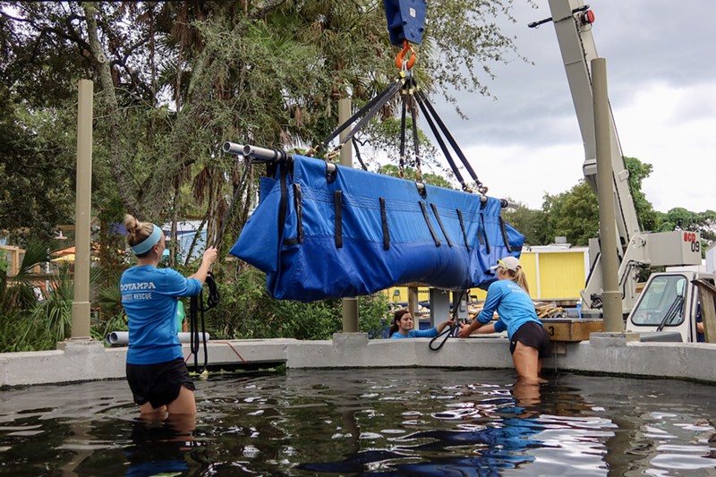 ZooTampa employees help unload one of the manatees arriving from the Cincinnati Zoo. - Photo: Provided by ZooTampa and the Cincinnati Zoo