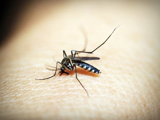 HCPH advises all residents to "Drain, Dunk and Protect" to reduce the mosquito population and prevent West Nile Virus.