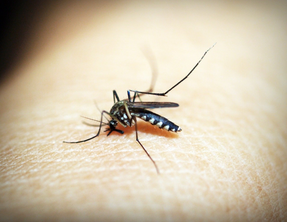 HCPH advises all residents to "Drain, Dunk and Protect" to reduce the mosquito population and prevent West Nile Virus.