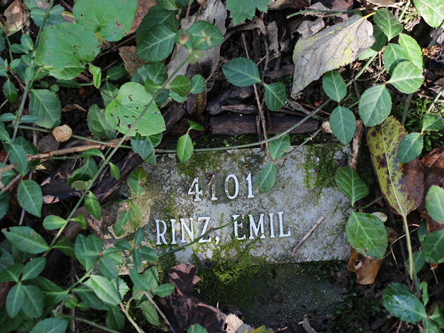 Potter's Field is full of the remains of forgotten and lost loved ones from the mid-1800s to 1981, but overgrowth consumes the site to this day.