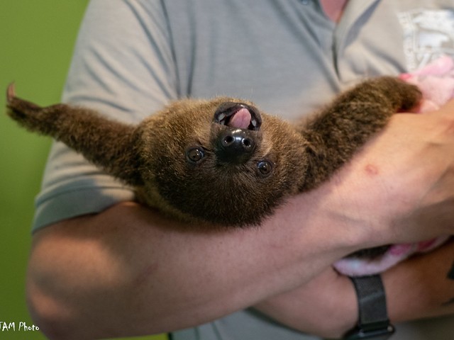 Juno the sloth pup